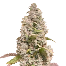 Gorilla Cookies FAST