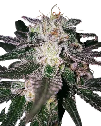 Gorilla Cookies (Expert Seeds)