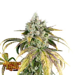 Gorilla Cookies OG Auto