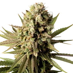Gorilla Gas F1 Fast