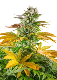 Gorilla Girl F1 FAST