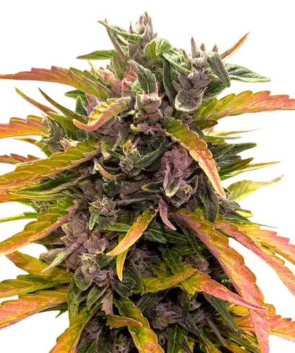 Gorilla Glue Auto