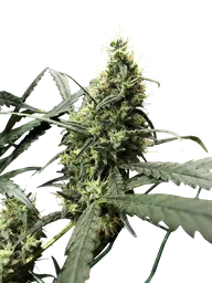 Afghan Haze