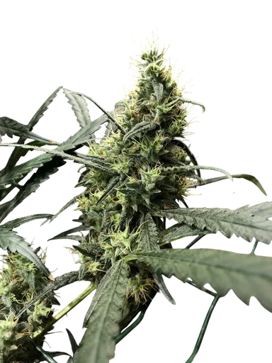 Afghan Haze