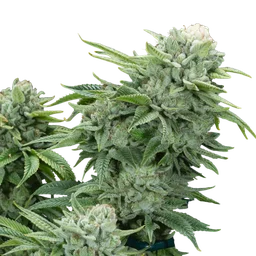 Gorilla Glue #4 S1