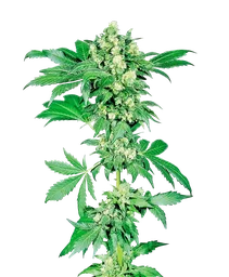 Afghani #1