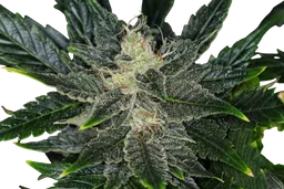 Gorilla King Auto
