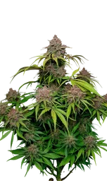Gorilla Punch Auto