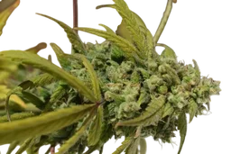 Gorilla SFV OG