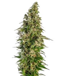 Afghani #1 Auto