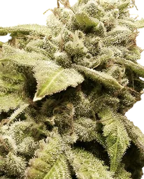 Gorilla White Widow