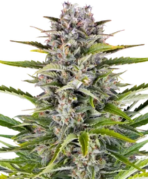 Gorilla Z Auto