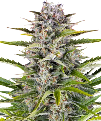 Gorilla Z Auto