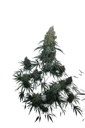 Gorilla Z Auto