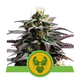 Granddaddy Purple Auto