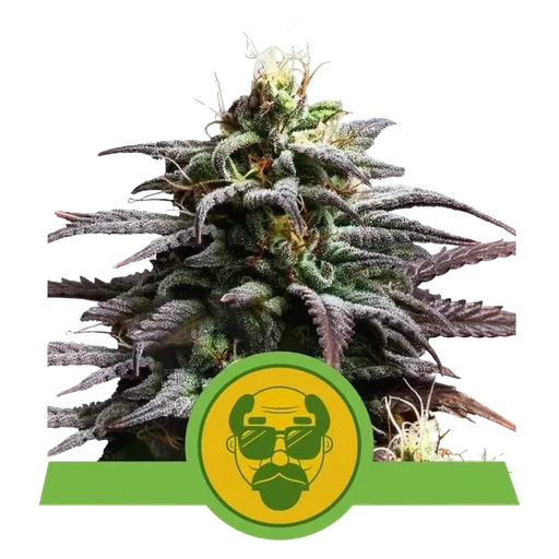 Granddaddy Purple Auto