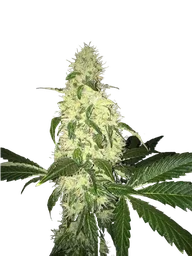 Afghaniberry