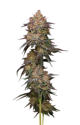 Granny Candy