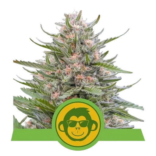 Grape Ape Auto