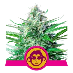 Grape Ape