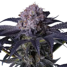 Grape Balls of Fire RBx