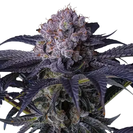 Grape Balls of Fire RBx