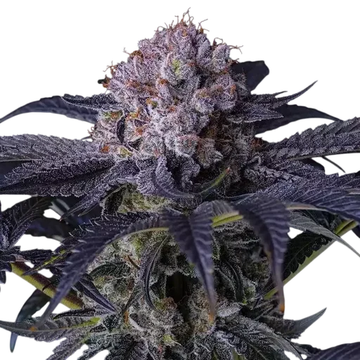Grape Balls of Fire RBx