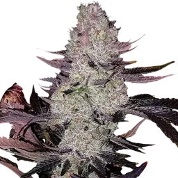 Grape Diamonds R2