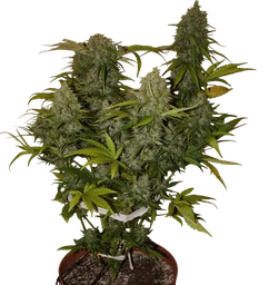 Grapefruit Auto