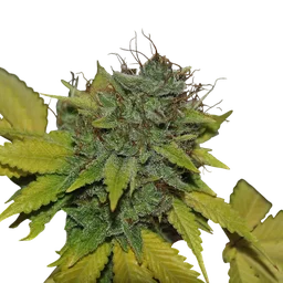 Grapefruit Diesel