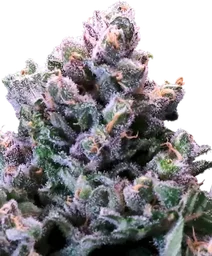 Grapes n Cream FAST