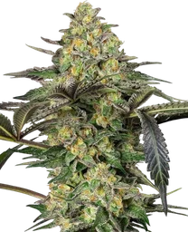Grapevine Candy