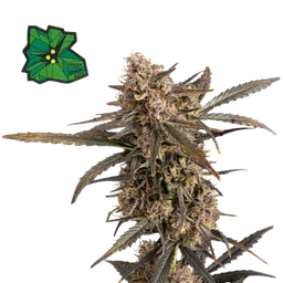Green Crack Auto