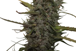 Green Crack Auto