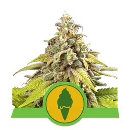 Green Gelato Auto