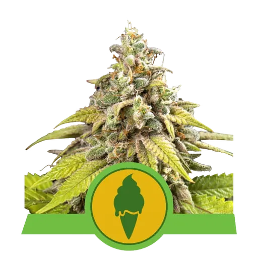 Green Gelato Auto