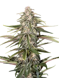 Green-O-Matic Auto