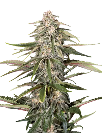 Green-O-Matic Auto