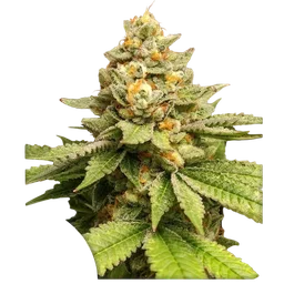 Green Papaya