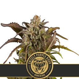 Grizzly Purple Kush