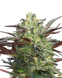 G.S. Cookies Auto
