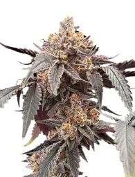 Guava x Gelato 41 Auto