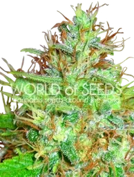 Afghan Kush x Skunk