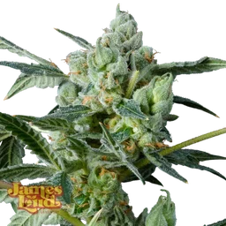 Haight Street Haze