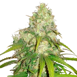 Afghan Kush x Yumbolt