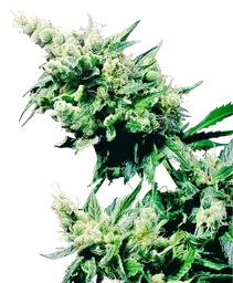Hash Plant