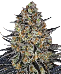 LSD