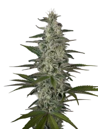 Hawaiian Snow
