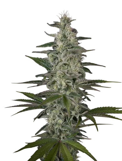 Hawaiian Snow