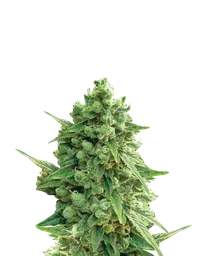 Hawaii Maui Waui Auto